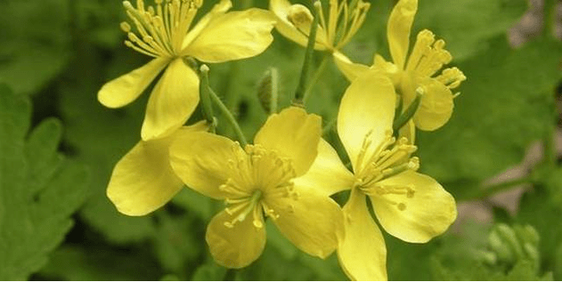 celandine